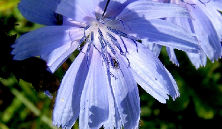 Prechod Slavoška 25. 09. 2009